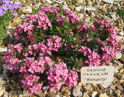 Daphne cneorum 'Benaco'